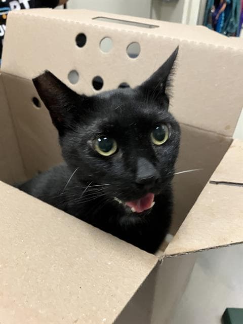 Prince - Domestic Short Hair