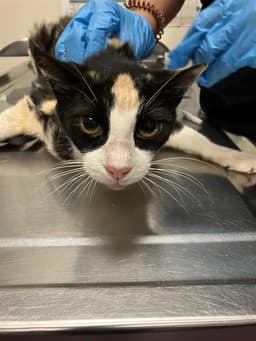 Kiki image 1