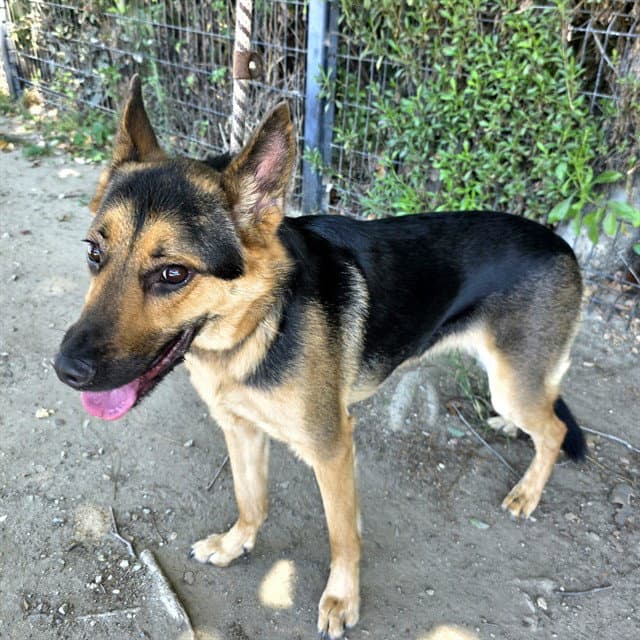 Sasha - German Shepherd Dog