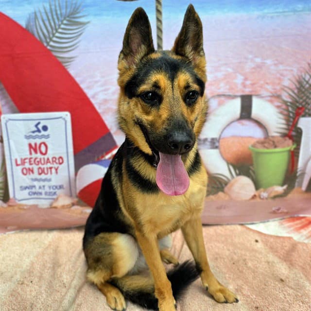 Sasha - German Shepherd Dog