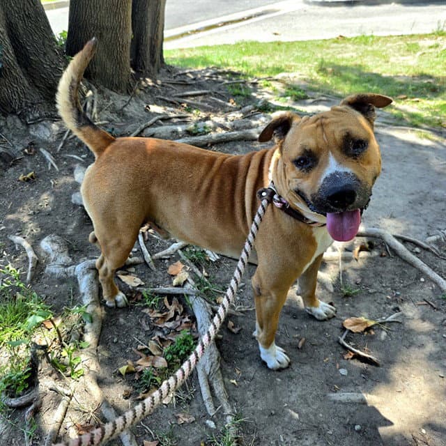 Rumpub - Pit Bull Terrier
