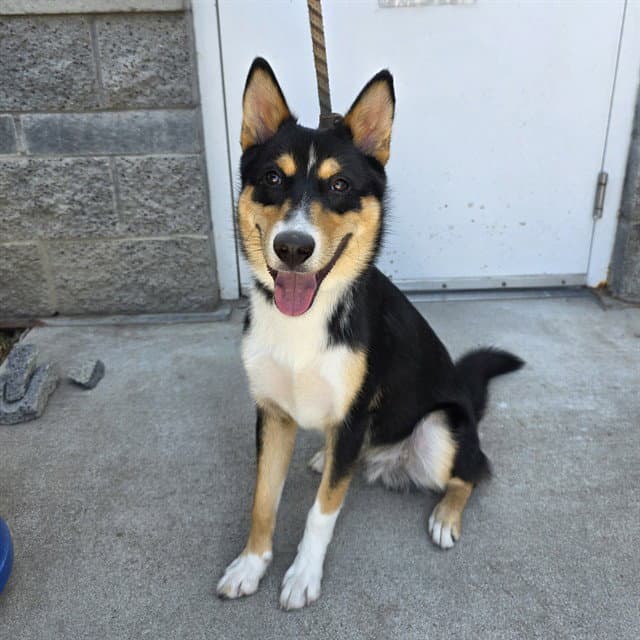 Foxtrot - Australian Kelpie