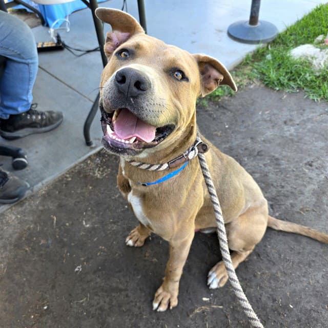 Gomez - Pit Bull Terrier