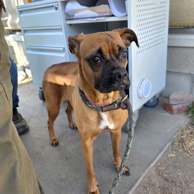 Tadpole - Boxer