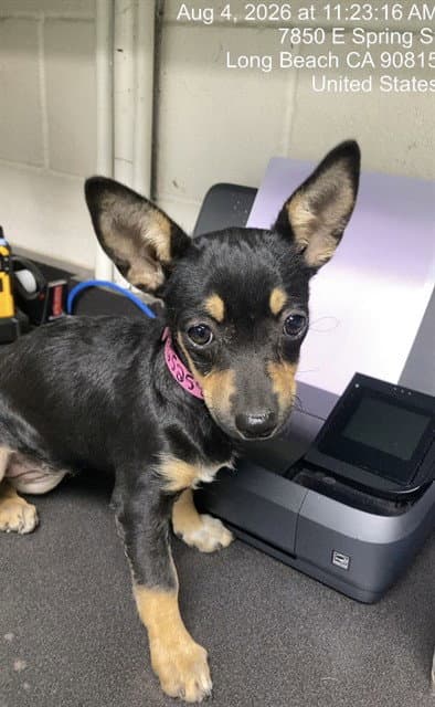 Penny - Chihuahua