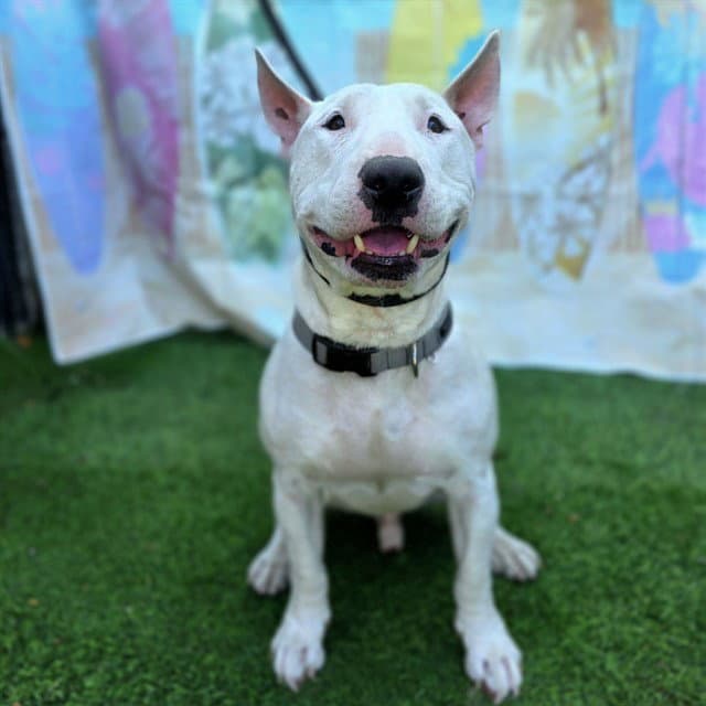 Why - Bull Terrier