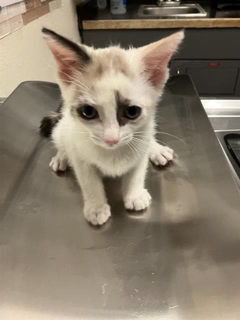 Sally - Domestic Short Hair