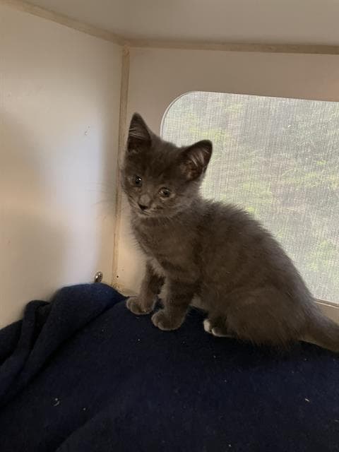 Rhoe - Domestic Short Hair