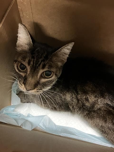 Shayla - Domestic Short Hair
