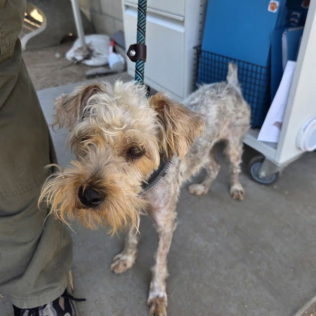 Sunny - Yorkshire Terrier Yorkie