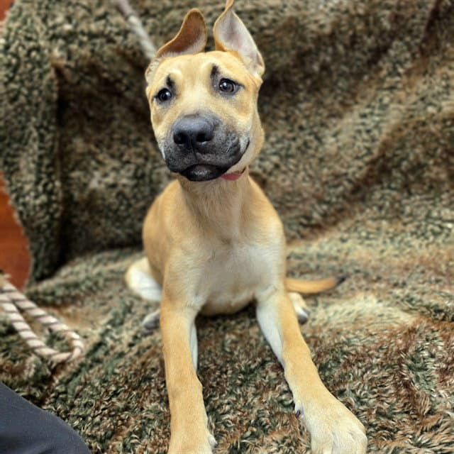 Pashmina - Mastiff