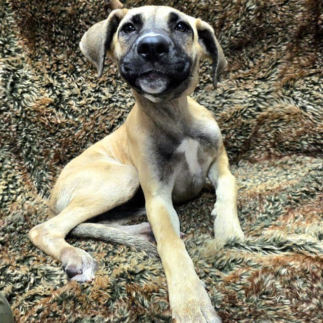 Linen - Mastiff