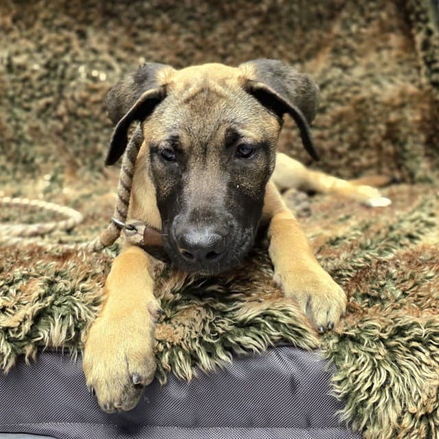 Suede - Mastiff