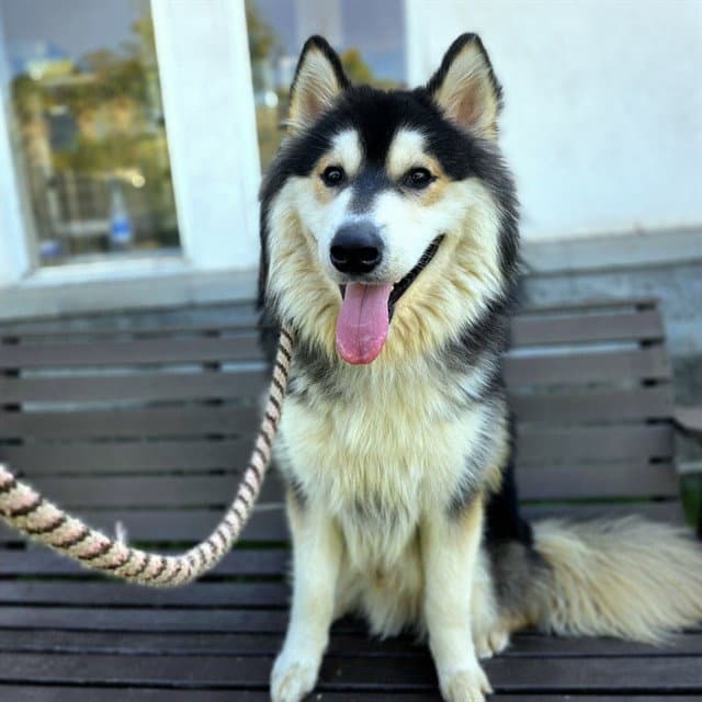 Appa - Alaskan Malamute