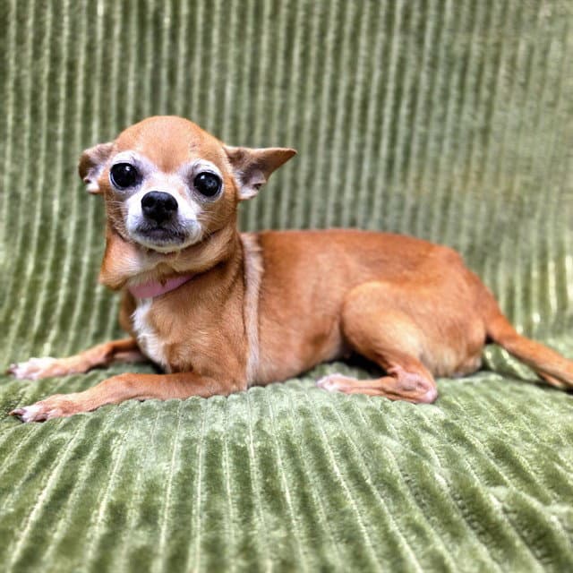 Shamrock - Chihuahua