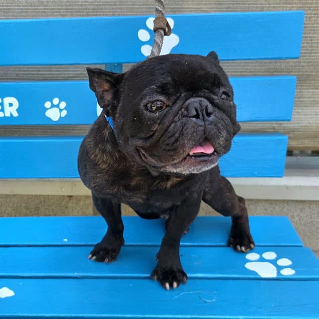 Johnny - French Bulldog