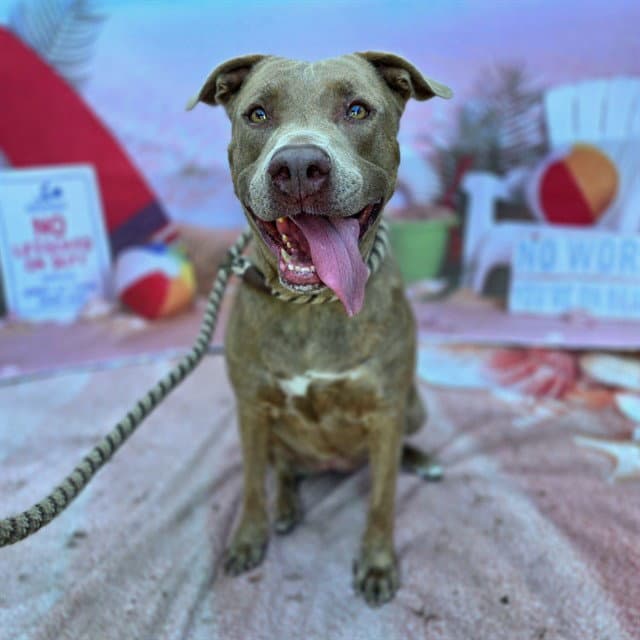 Angelise - Pit Bull Terrier