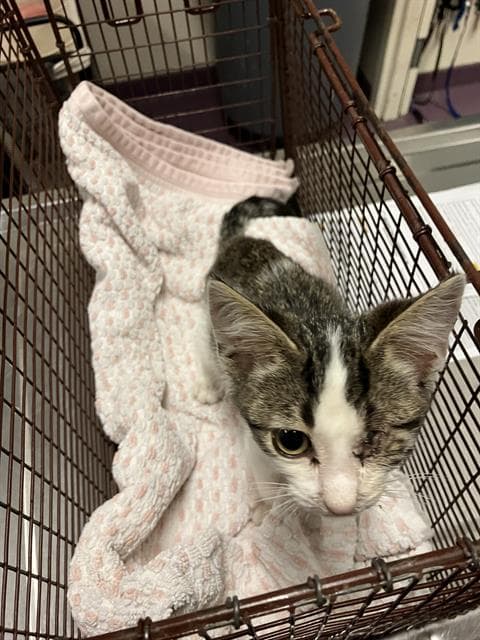 Demitri - Domestic Short Hair