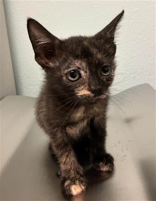 Dandelion - Domestic Short Hair
