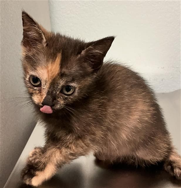 Daffodil - Domestic Short Hair