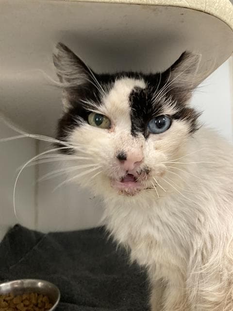 Porkrind - Domestic Short Hair