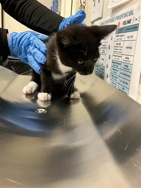 Unknown - Domestic Short Hair