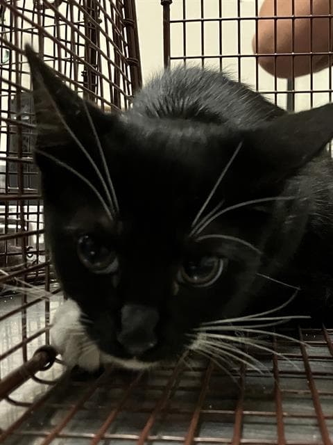 Zoop - Domestic Short Hair