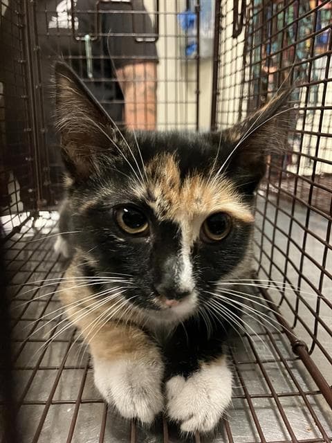 Bip - Domestic Short Hair
