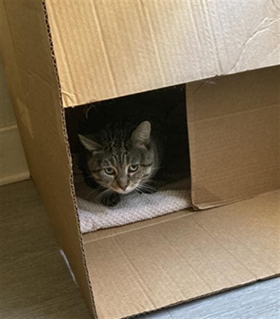 Prince - Domestic Short Hair