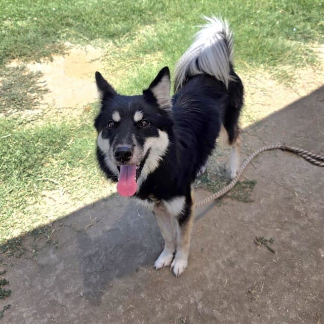 Luna - Siberian Husky