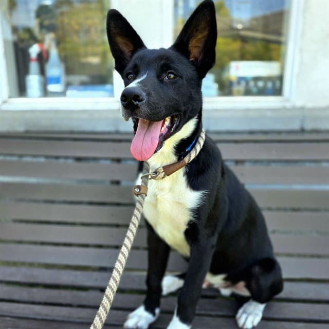 Dale - Border Collie