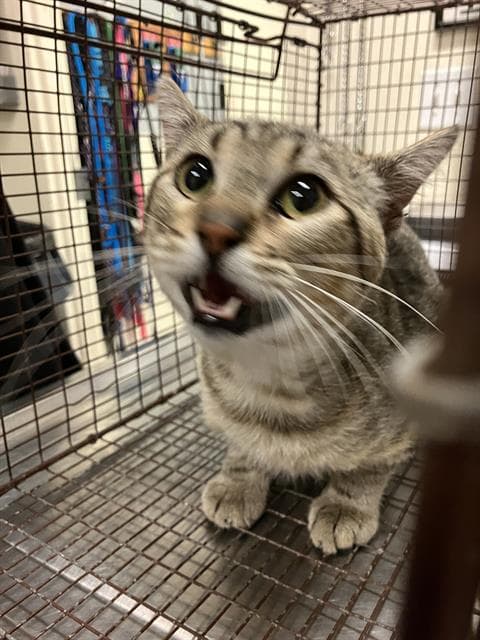 James Brown - Domestic Short Hair