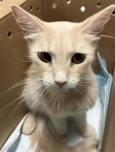 Mrs Apricot - Domestic Short Hair