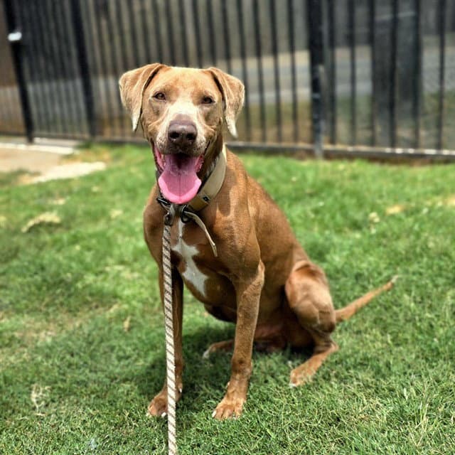 Drakeo - Doberman Pinscher