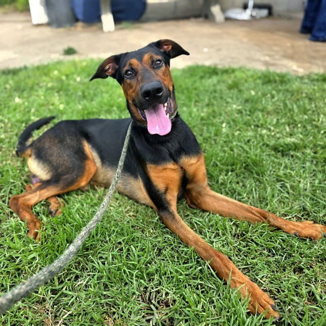 Elvis - Doberman Pinscher