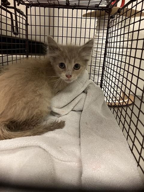 Nimbus - Domestic Short Hair