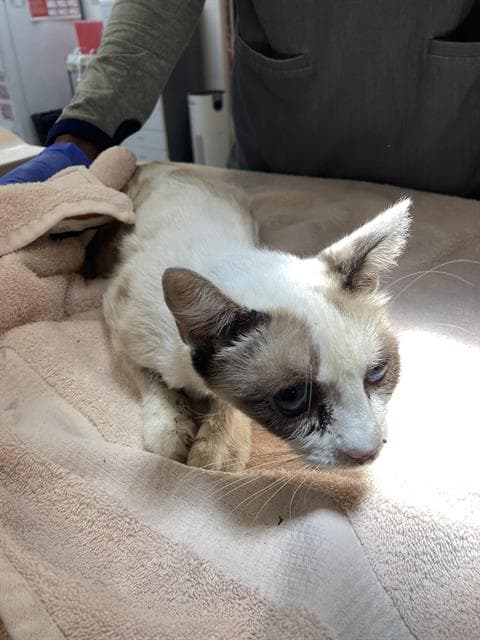 Gypsy - Siamese