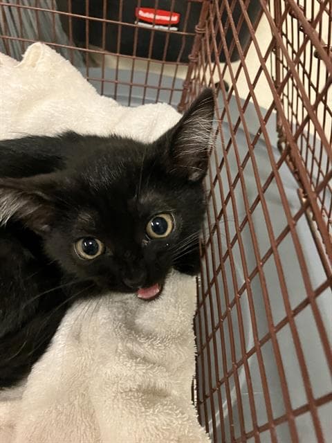 Obsidian - Domestic Short Hair