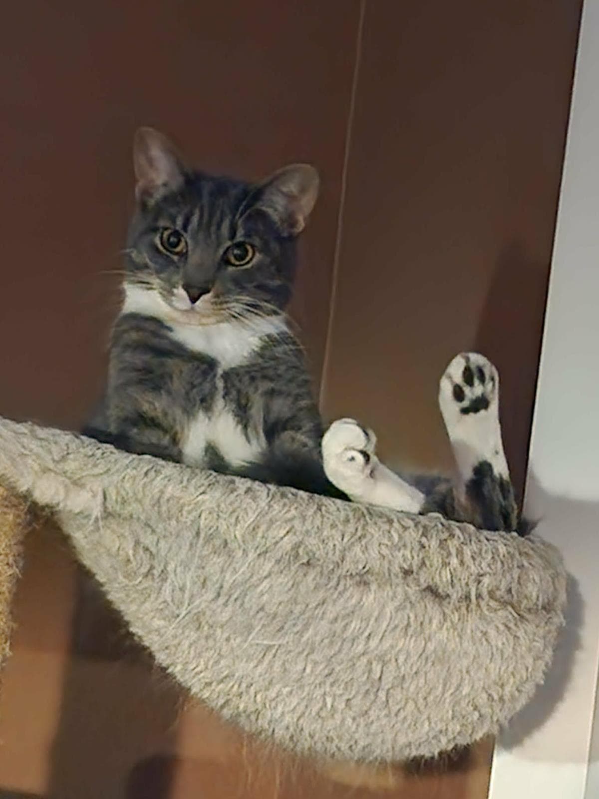 Chelsea - Domestic Short Hair
