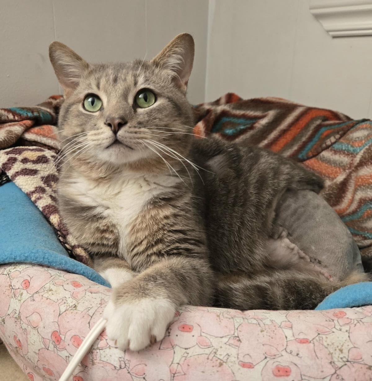 Jasper - Tabby
