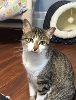Smudgie image 1