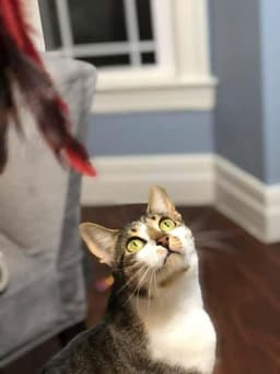 Smudgie image 2