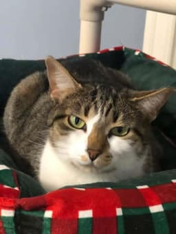 Smudgie image 3