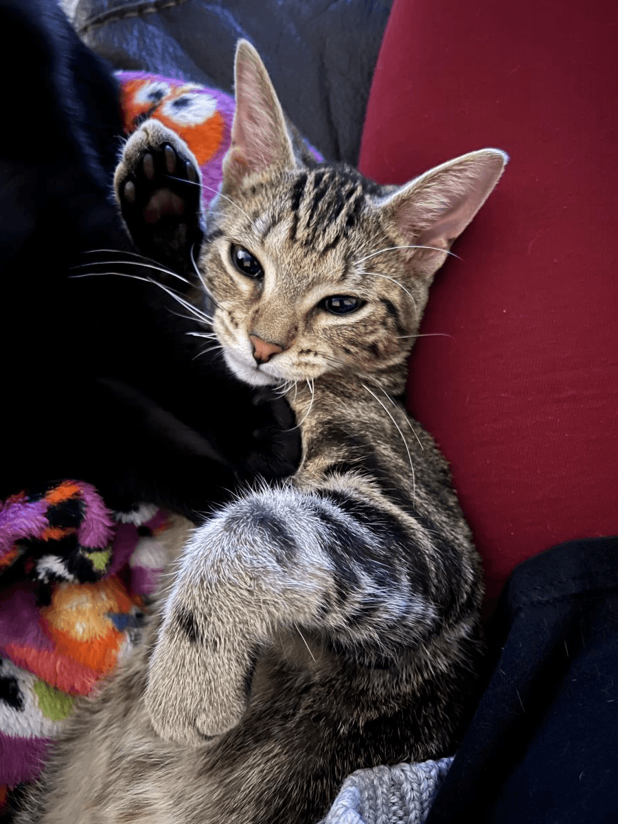 Cooper - Tabby
