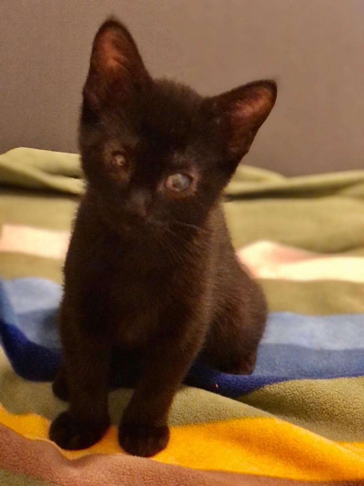 Sweet Pea - Domestic Short Hair