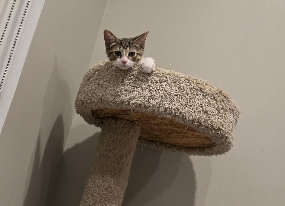 Toby - Domestic Short Hair