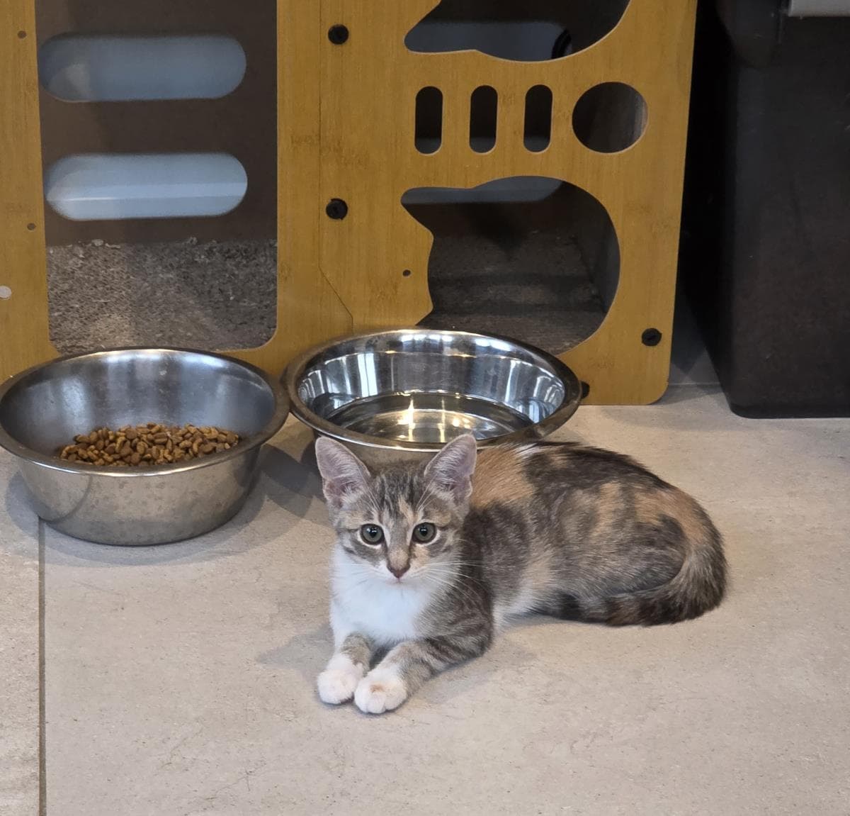 Trina - Dilute Calico