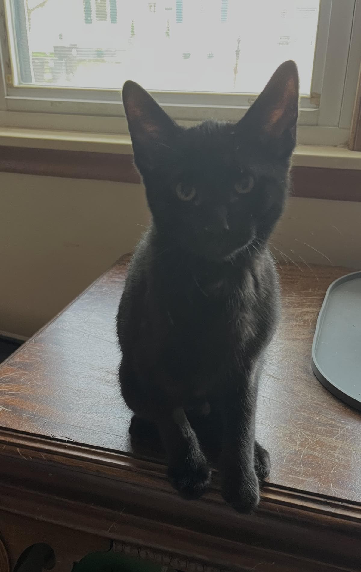 Scout - Domestic Short Hair
