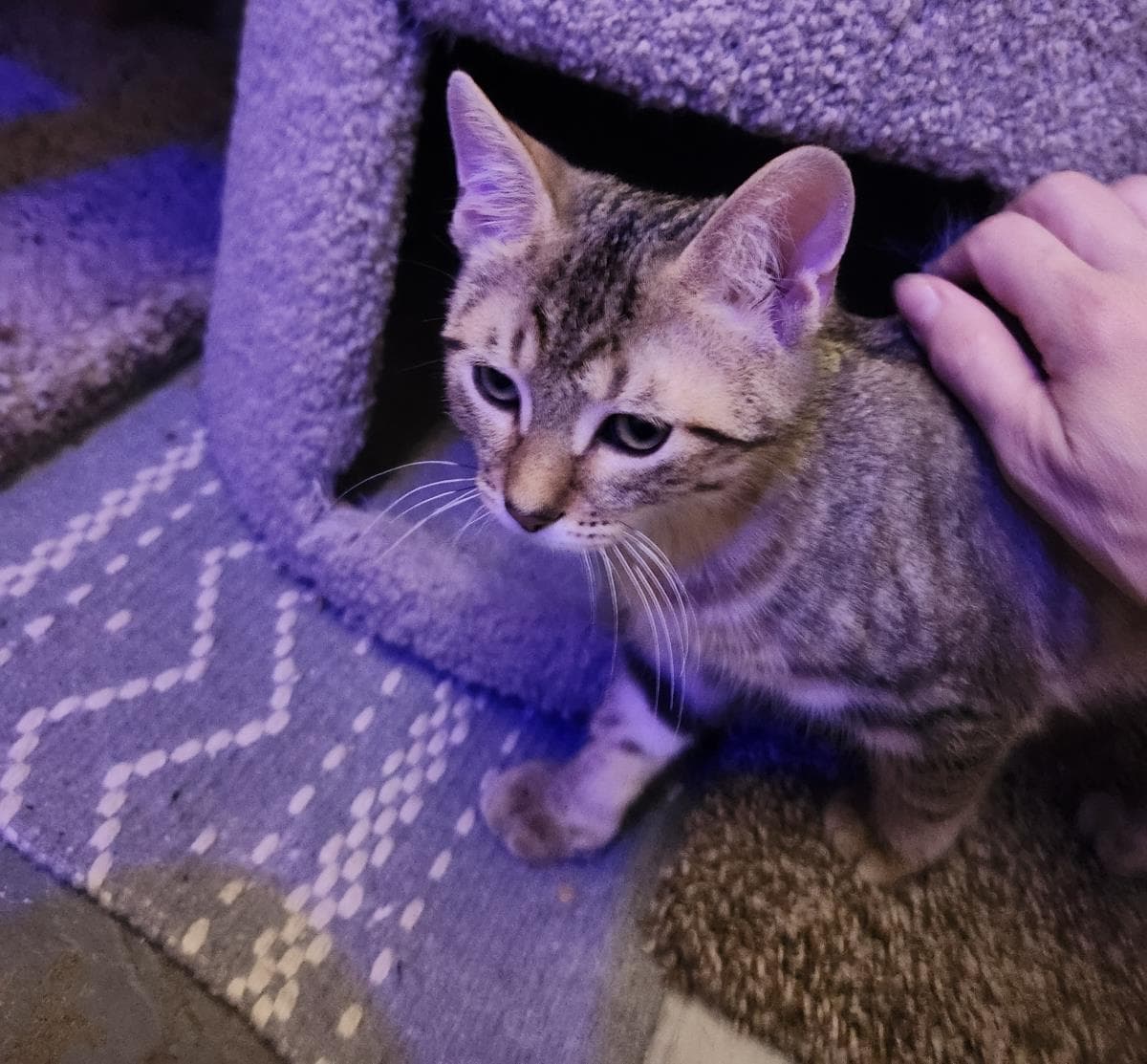 Heidi - Domestic Short Hair