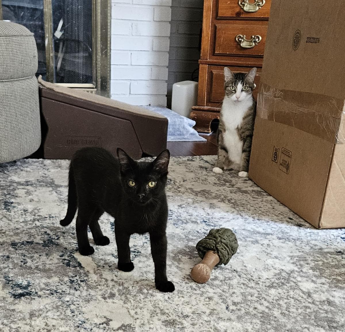 Buckey - Domestic Short Hair